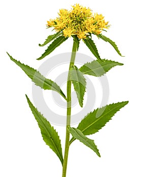 Yellow flowers of rhodiola rosea, isolated on white background