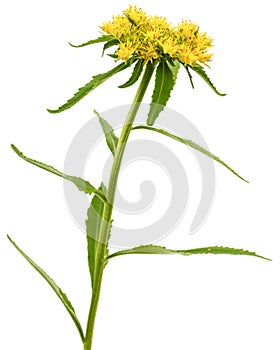 Yellow flowers of rhodiola rosea, isolated on white background