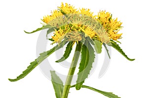 Yellow flowers of rhodiola rosea, isolated on white background