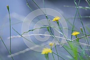 Yellow flowers on riverside