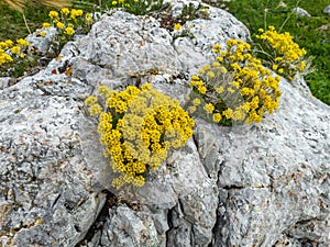 Yellow flowers of rock alyssum growing in the crack of the stone
