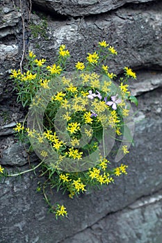 Yellow flowers on the rocks