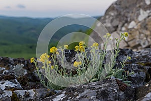 Yellow flowers on the rocks