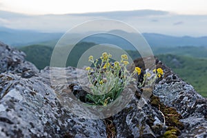 Žluté květy na skalách