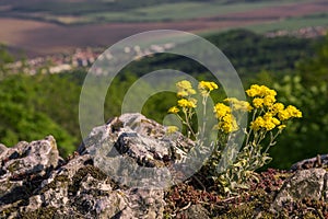 Yellow flowers on the rocks