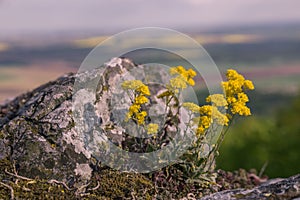 Yellow flowers on the rocks