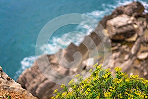 Yellow flowers on the rocky sea coast