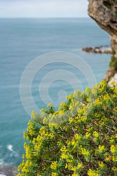 Yellow flowers on the rocky sea coast