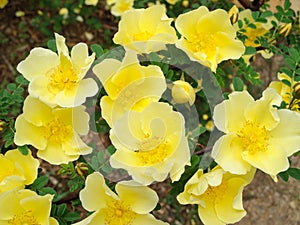 Yellow flowers of the Rosa Hugonis