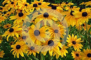 Yellow flowers Rudbeckia also know as Black Eyed Susan or Coneflower