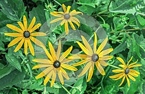 Yellow flowers of rudbeckia fulgida or black-eyed susan