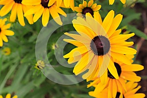 Yellow flowers of Rudbeckia fulgida black-eyed-susan, coneflower in the garden, close-up, top view, copy space