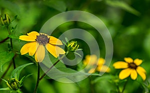 Yellow flowers Rudbeckia triloba or Brown-eyed Susan, three-lobed or thin-leaf coneflower in sunny garden on blurred green backgro