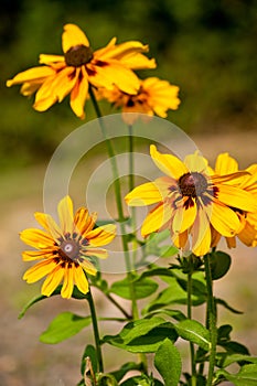 Yellow Flowers Rudbekia