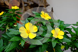 Yellow flowers of Sage rose West India holly, Yellow alder,Tur