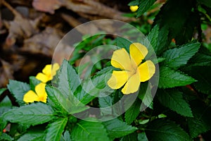 Yellow flowers of Sage rose West India holly, Yellow alder,Tur