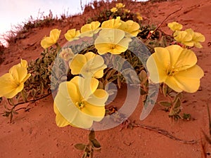 Yellow flowers on sandy soil