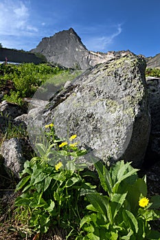 Yellow flowers of the Sayan mountains sunny summer day