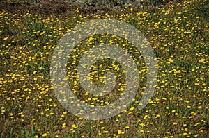 Yellow flowers scattered over dry meadow