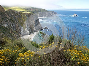 Yellow flowers on sea cliffs