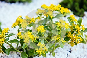 Yellow flowers sedum plants