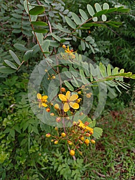 yellow flowers of senna artemisioides plant
