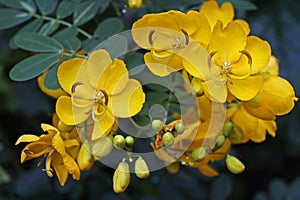 Yellow flowers, Senna auriculata, on tropical rainforest