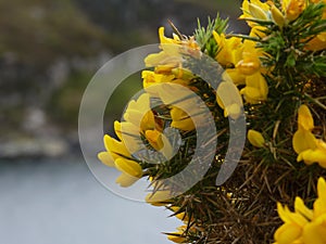 Yellow flowers and sharp thornes on a heather bush . Thorn between yellow blossoms ulex europaeus . Dangerous sharp but beautiful