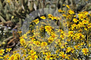 Desert Bloom Series - Brittlebush - Encelia Farinosa photo