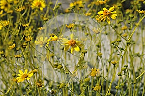 Desert Bloom Series - Brittlebush - Encelia Farinosa photo