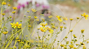 Desert Bloom Series - Brittlebush - Encelia Farinosa photo