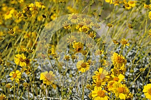 Desert Bloom Series - Brittlebush - Encelia Farinosa photo