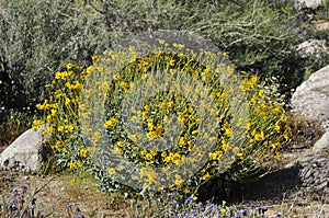 Desert Bloom Series - Brittlebush - Encelia Farinosa photo