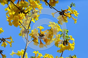 Yellow flowers, Silver trumpet tree, Tree of gold, Paraguayan silver trumpet tree.