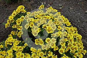 Yellow flowers of single Chrysanthemums