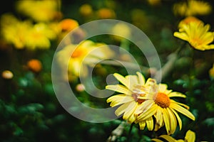 Yellow flowers and macro vegetation in the forest photo
