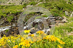 Yellow flowers and small waterfall in mountains