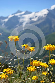 Yellow flowers with snowbound rocky mountains in background