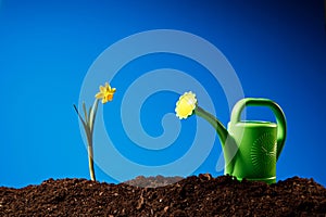 Yellow flowers and soil on wooden table. Spring and work in garden. Yellow daffodils on different colors background