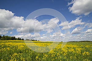 Yellow flowers in the spring in the fields.Surepka vulgaris blooms in the spring in the fields photo