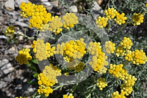 Yellow flowers in the spring, Helichrysum italicum photo