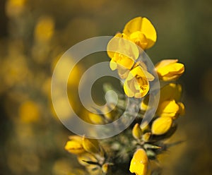 Yellow flowers - spring in  London, March 2019; closeup.