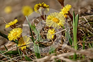 Yellow flowers spring mother-and-stepmother closeup