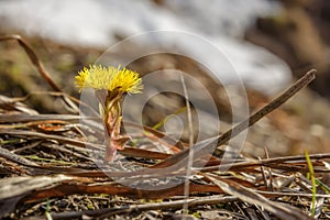 Yellow flowers spring mother-and-stepmother closeup