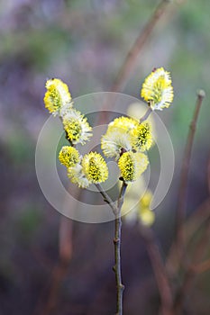 Yellow flowers Spring Salix Caprea - twigs full of reunious flowers around which bees fly. Spring messengers
