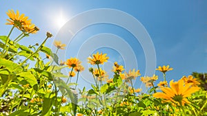 Yellow flowers for spring summer nature banner. Blue sky with sun rays