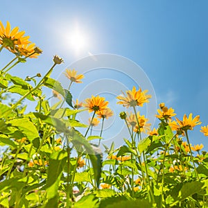 Yellow flowers for spring summer nature banner. Blue sky with sun rays