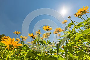 Yellow flowers for spring summer nature banner. Blue sky with sun rays