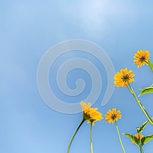 Yellow flowers for spring summer nature banner. Blue sky with sun rays