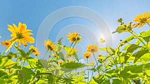 Yellow flowers for spring summer nature banner. Blue sky with sun rays